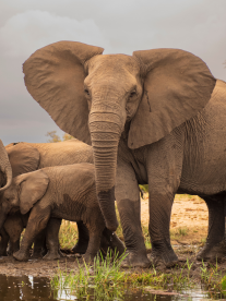 Elephants