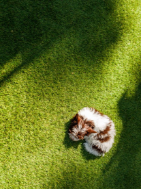 A cute brown and white puppy lying on a newly installed, high-quality astro turf.