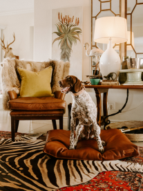 A beautiful hunting dog with a brown face and white body sitting on a velvet dog bed in an African inspired house.