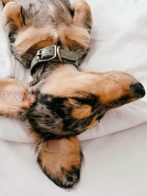 Puppy sleeping with premium collar